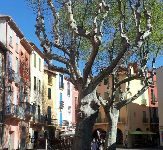Charme A 20 M De La Centre Village Appartamento Collioure